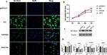 SLC26A2 Antibody in Western Blot (WB)