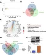 NOX4 Antibody in Western Blot (WB)