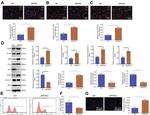 ACSL4 Antibody in Western Blot (WB)