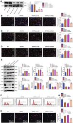 NOX4 Antibody in Western Blot (WB)