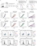 CD166 (ALCAM) Antibody in Flow Cytometry (Flow)