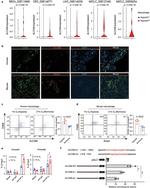CD166 (ALCAM) Antibody in Flow Cytometry (Flow)