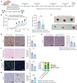 Nidogen Monoclonal Antibody (ELM1)