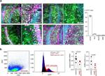 MBP Antibody in Immunohistochemistry (PFA fixed) (IHC (PFA))