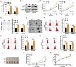 CD44 Antibody in Flow Cytometry (Flow)