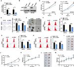 CD44 Antibody in Flow Cytometry (Flow)