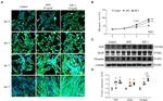 MYOD Antibody in Western Blot (WB)