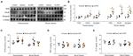 MYOD Antibody in Western Blot (WB)