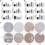 WAVE2 Antibody in Immunohistochemistry (IHC)