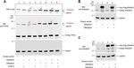 DNAJB12 Antibody in Western Blot (WB)