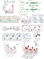 CD71 (Transferrin Receptor) Antibody in Flow Cytometry (Flow)