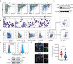 CD71 (Transferrin Receptor) Antibody in Flow Cytometry (Flow)