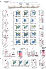CD71 (Transferrin Receptor) Antibody in Flow Cytometry (Flow)