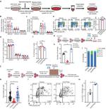 CD71 (Transferrin Receptor) Antibody in Flow Cytometry (Flow)