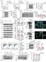 CD235a (Glycophorin A) Antibody in Flow Cytometry (Flow)
