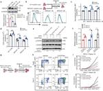 CD34 Antibody in Flow Cytometry (Flow)
