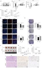 Cyclophilin F Antibody in Immunohistochemistry (PFA fixed) (IHC (PFA))