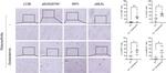RIP3 Antibody in Immunohistochemistry (Paraffin) (IHC (P))