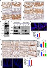 MUC2 Antibody in Immunohistochemistry (Paraffin) (IHC (P))