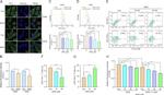CD279 (PD-1) Antibody in Flow Cytometry (Flow)
