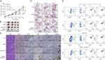 CD279 (PD-1) Antibody in Flow Cytometry (Flow)