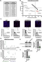 APOBEC3A/APOBEC3B Antibody in Western Blot (WB)