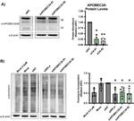 APOBEC3A/APOBEC3B Antibody in Western Blot (WB)