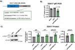 APOBEC3A/APOBEC3B Antibody in Western Blot (WB)