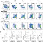 CD4 Antibody in Flow Cytometry (Flow)