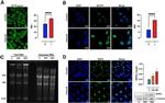 NOP2 Antibody in Western Blot (WB)