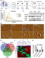 CD81 Antibody in Western Blot (WB)