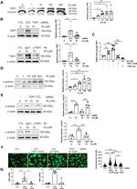 ANP Antibody in Western Blot (WB)
