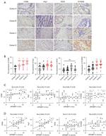 iNOS Antibody in Immunohistochemistry (PFA fixed) (IHC (PFA))