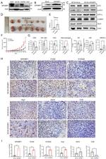 iNOS Antibody in Immunohistochemistry (PFA fixed) (IHC (PFA))