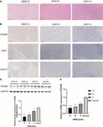 ADCY2 Antibody in Immunohistochemistry (PFA fixed) (IHC (PFA))