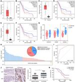 HOXC4 Antibody in Immunohistochemistry (Paraffin) (IHC (P))