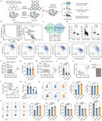 CD279 (PD-1) Antibody in Flow Cytometry (Flow)