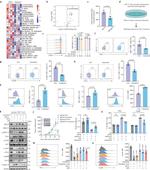 Granzyme B Antibody in Flow Cytometry (Flow)