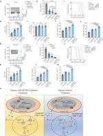 Granzyme B Antibody in Flow Cytometry (Flow)
