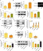 Apolipoprotein J Antibody in Western Blot (WB)