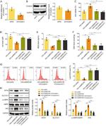 Nrf2 Antibody in Western Blot (WB)