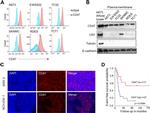 CD47 Antibody in Flow Cytometry (Flow)