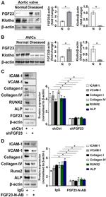 FGF23 Antibody in Neutralization (Neu)