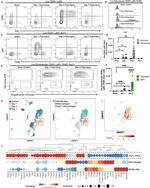 Arginase 1 Antibody in Flow Cytometry (Flow)