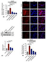Phospho-CREB (Ser133) Antibody in Western Blot (WB)