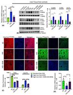 Phospho-CREB (Ser133) Antibody in Western Blot (WB)