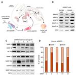 MMP14 Antibody in Western Blot (WB)