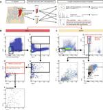 CD73 Antibody in Flow Cytometry (Flow)