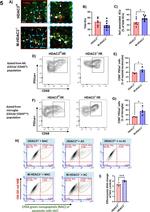 CD68 Antibody in Flow Cytometry (Flow)