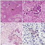 INHA Antibody in Immunohistochemistry (Paraffin) (IHC (P))